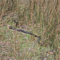 Austrelaps ramsayi at Captains Flat, NSW - 28 Sep 2024