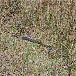 Austrelaps ramsayi at Captains Flat, NSW - 28 Sep 2024 12:30 PM