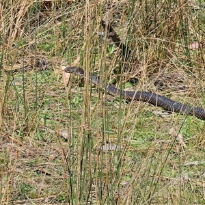 Austrelaps ramsayi at Captains Flat, NSW - 28 Sep 2024 12:30 PM