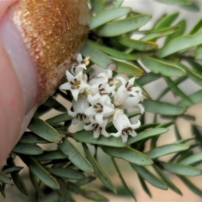 Acrothamnus hookeri (Mountain Beard Heath) at Captains Flat, NSW - 28 Sep 2024 by Csteele4