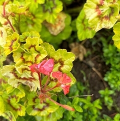 Geranium sp. by Butlinz