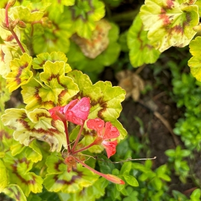 Geranium sp. by Butlinz