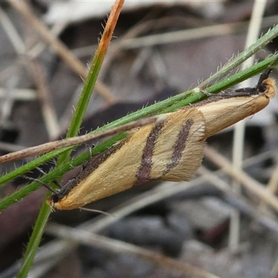 Coeranica isabella (A Concealer moth) at Deakin, ACT - 27 Sep 2024 by HarveyPerkins