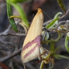 Coeranica isabella (A Concealer moth (Wingia group)) at Deakin, ACT - 28 Sep 2024 by HarveyPerkins