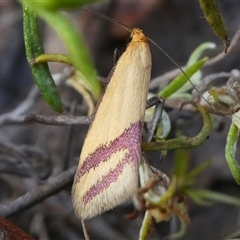 Coeranica isabella (A Concealer moth) at Deakin, ACT - 28 Sep 2024 by HarveyPerkins