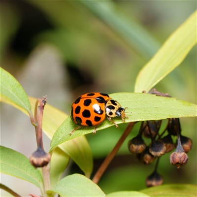 Harmonia conformis (Common Spotted Ladybird) at Downer, ACT - 28 Sep 2024 by RobertD