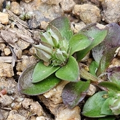 Polycarpon tetraphyllum (Four-leaf Allseed) at Goulburn, NSW - 28 Sep 2024 by trevorpreston