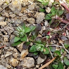 Polycarpon tetraphyllum at Goulburn, NSW - 28 Sep 2024 01:42 PM