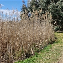 Phragmites australis (Common Reed) at Goulburn, NSW - 28 Sep 2024 by trevorpreston