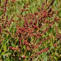 Rumex acetosella (Sheep Sorrel) at Goulburn, NSW - 28 Sep 2024 by trevorpreston