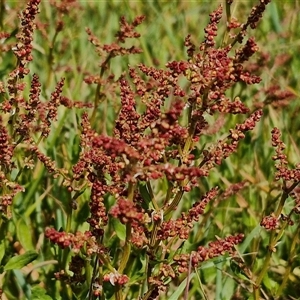 Rumex acetosella at Goulburn, NSW - 28 Sep 2024 01:21 PM