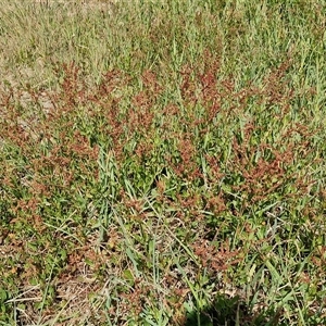 Rumex acetosella at Goulburn, NSW - 28 Sep 2024