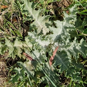 Onopordum acanthium at Goulburn, NSW - 28 Sep 2024