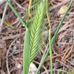 Hordeum sp. (A Barley Grass) at Goulburn, NSW - 28 Sep 2024 by trevorpreston