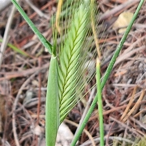 Hordeum sp. at Goulburn, NSW - 28 Sep 2024 01:16 PM