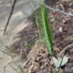 Hordeum sp. at Goulburn, NSW - 28 Sep 2024 01:16 PM