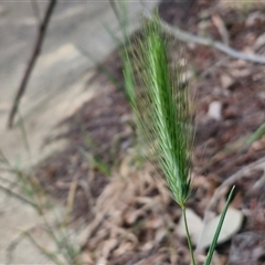 Hordeum sp. at Goulburn, NSW - 28 Sep 2024 01:16 PM