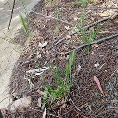 Hordeum sp. at Goulburn, NSW - 28 Sep 2024 01:16 PM