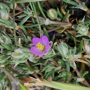 Spergularia rubra at Goulburn, NSW - 28 Sep 2024 01:15 PM