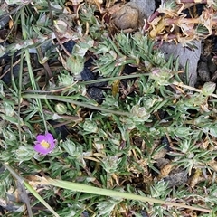 Spergularia rubra at Goulburn, NSW - 28 Sep 2024 01:15 PM