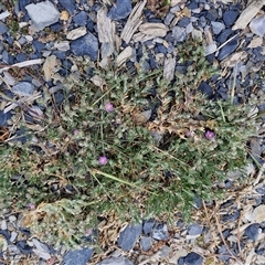 Spergularia rubra at Goulburn, NSW - 28 Sep 2024 01:15 PM