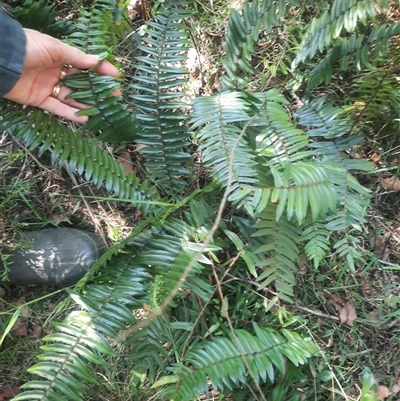 Pellaea falcata (Sickle Fern) at Bermagui, NSW - 28 Sep 2024 by TheCrossingLand