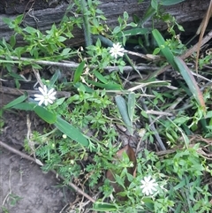 Stellaria flaccida (Forest Starwort) at Bermagui, NSW - 28 Sep 2024 by TheCrossingLand