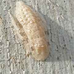 Ledromorpha planirostris (A leafhopper) at Ainslie, ACT - 28 Sep 2024 by Jeanette