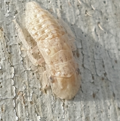 Ledromorpha planirostris (A leafhopper) at Ainslie, ACT - 28 Sep 2024 by Jeanette