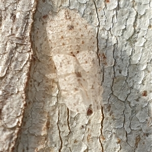 Ledromorpha planirostris at Ainslie, ACT - 28 Sep 2024