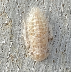 Ledromorpha planirostris at Ainslie, ACT - 28 Sep 2024