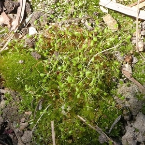 Funaria hygrometrica at Kambah, ACT - 22 Sep 2024