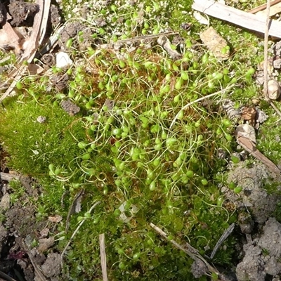 Funaria hygrometrica (Moss) at Kambah, ACT - 22 Sep 2024 by HarveyPerkins