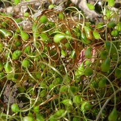 Funaria hygrometrica at Kambah, ACT - 22 Sep 2024