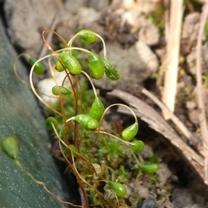 Funaria hygrometrica at Kambah, ACT - 22 Sep 2024