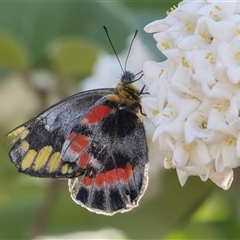 Delias harpalyce at Symonston, ACT - 28 Sep 2024 02:46 PM