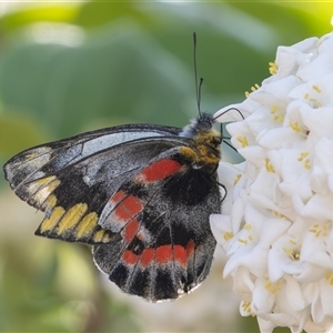 Delias harpalyce at Symonston, ACT - 28 Sep 2024 02:46 PM