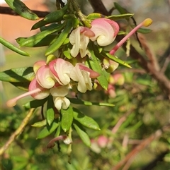 Grevillea iaspicula (Wee Jasper Grevillea) at Ainslie, ACT - 27 Sep 2024 by Jeanette