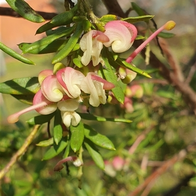 Grevillea iaspicula (Wee Jasper Grevillea) at Ainslie, ACT - 27 Sep 2024 by Jeanette