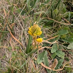 Bulbine bulbosa (Golden Lily, Bulbine Lily) at Lawson, ACT - 28 Sep 2024 by mroseby