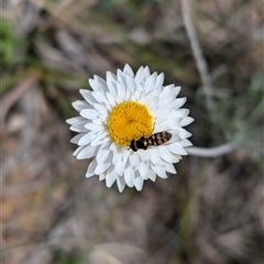 Simosyrphus grandicornis (Common hover fly) at Lawson, ACT - 28 Sep 2024 by mroseby