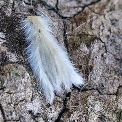Unverified Insect at Holt, ACT - 28 Sep 2024 by JajiClack
