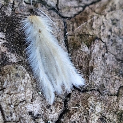 Unidentified Insect at Holt, ACT - 28 Sep 2024 by JajiClack