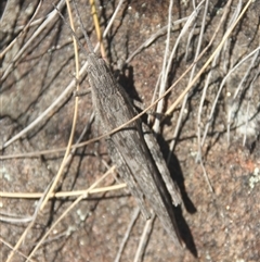 Coryphistes ruricola at Cooma, NSW - 28 Sep 2024 02:08 PM