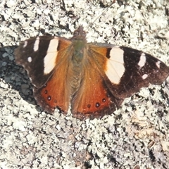 Vanessa itea (Yellow Admiral) at Cooma, NSW - 28 Sep 2024 by mahargiani