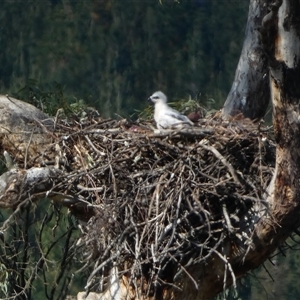 Aquila audax at Molonglo, ACT - 28 Sep 2024