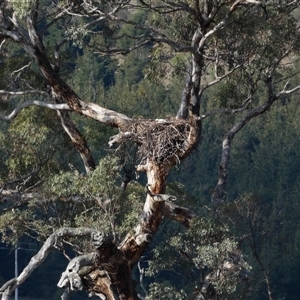 Aquila audax at Molonglo, ACT - 28 Sep 2024