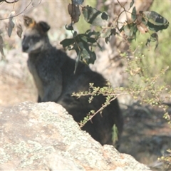 Wallabia bicolor (Swamp Wallaby) at Cooma, NSW - 28 Sep 2024 by mahargiani