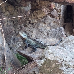 Intellagama lesueurii howittii (Gippsland Water Dragon) at Uriarra Village, ACT - 28 Sep 2024 by RobynHall