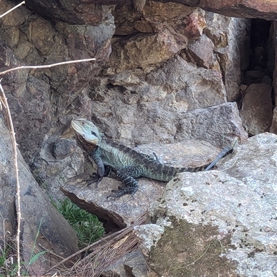 Intellagama lesueurii howittii (Gippsland Water Dragon) at Uriarra Village, ACT - 28 Sep 2024 by RobynHall